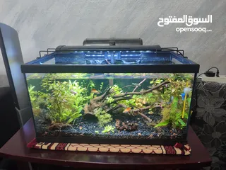  13 حوض نباتات اجنبي كريستال اكوائيل تحفه فنيه