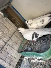  3 جواز للبيع سعر طري