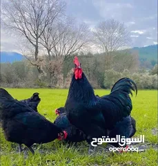  25 صوص لوهمان براون الالماني Lohman Brown  السلالة الاصلية