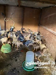  2 صوص بلدي بحدود 50حبه ماخذين جميع المطعيم