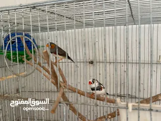  4 طيور جنه جامبو