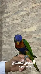  1 لوري (lorikeet).