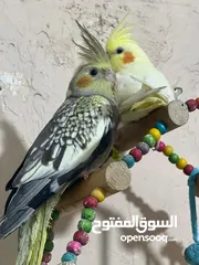  6 جوز كوكتيل بصلاة على النبي فل جانبو اليفات جدأ للبيع للبيع