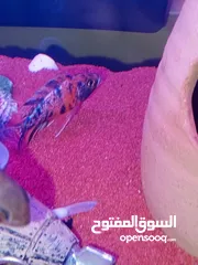  2 حوض وسمك للبيع