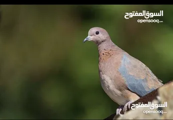  1 جاوا +حمام بري+تايلندي