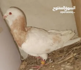  30 حمام جواز بصلات على نبي الحبه ب دينارين واغلبو تحتيو فراخ وبيض