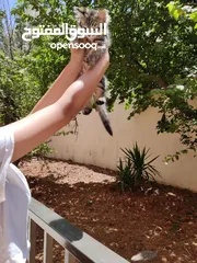  2 قط ذكر للبيع