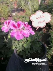  11 اشتال للبيع يتوفر اشتال منوعه وجميله