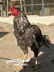  3 ديك ميوالي،زيرو افرد  والتيترا بنحابي افرد