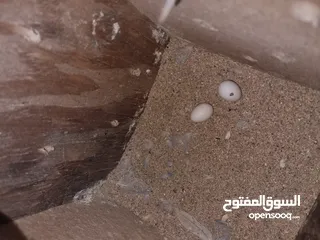  5 جوزين روز تحتهم فراخ و بيض