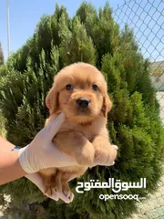  3 Golden retriever puppies male and female