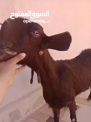  3 بسم الله ماشاء الله ثلاث عنزات شاميات