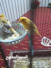  1 طيور داخل المفرق للبيع شوف الوصف