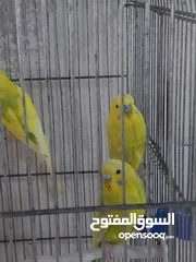  7 متوفر اربع طيور حب بسعر حرق اقرأ الوصف  ااااااااااااااااااااااااااااااااااااااااااااااااااااااا