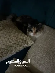  3 Cat for adoptionقطة للتبني