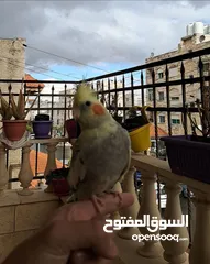  2 جوز كوكتيل ذكر وانثى اليفات جدا والذكر صوته بجنن وشو ما بتسمعه بتعلم الصوت او الاغنيه.
