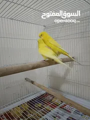  2 Birds with big cage