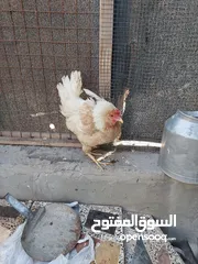  11 دجاج عرب أصليات