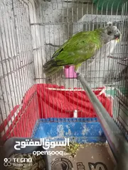  15 3 جواز كوكتيل 4 جواز حب جوزين روز اخضر جوزين فيشر ازرق طواير كنار 6 فراخ كوكتيل 4 شهور اليفات 16