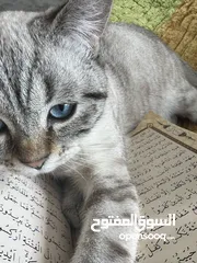  5 Satılık erkek kedi. قط للبيع