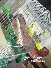  3 جوز حب للبيع كاش بسعر 20 دينار