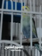  7 طيور حب رينبو وهوقو رومو للبيع