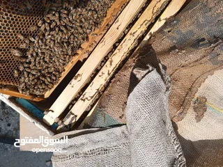  2 نحل هجين ايطالي