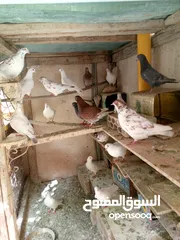  2 حمام مالطي وفرنسي لاحم للبيع