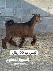  3 غنم للبيع بأسعار مناسبه