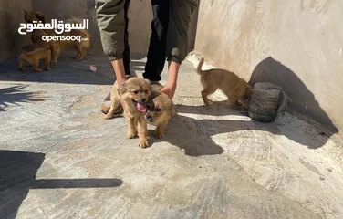  4 صغار كلاب ابانيول تيبيتان للبيع