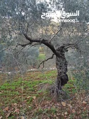  5 أرض تصنيف أ زيتون