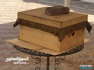 1 عاسلات نحل