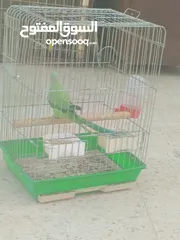  8 ببغاء دره هندي