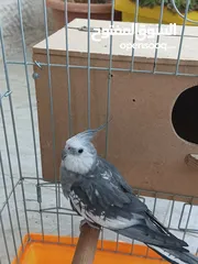  2 جوز كوكتيل وايت فيس للبيع او للبدل على جوز لاتينو