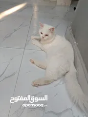  2 قطه شيراز للبيع