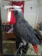  6 بغبغاء كاسكو