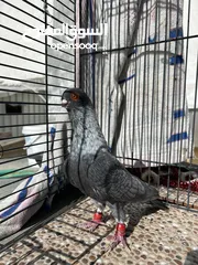  2 فحل قرقاطي