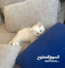  2 Pure Himalayan Red Point Kitten