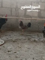  3 جاج بلدي للبيع