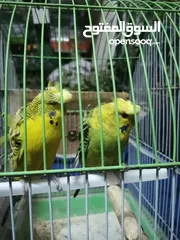  10 كوم عصافير للبيع