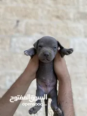  1 جراوي بيتبول نادرة جدا