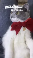  1 قطط سكوتش فولد موقي للبيع ‏Scottish Fold Moogie Kittens