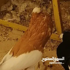  3 طيرة منفاخ اصفر جامبو شغاله بتزق افراخها في مادبا للبيع ام فرخ بدون الفرخ
