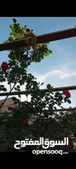  8 بيت ومنازل للبيع