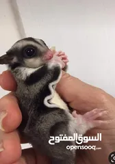  3 Sugar glider