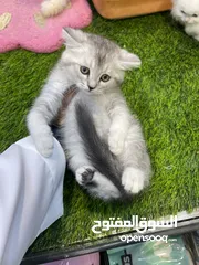  4 قطط سكوتش وشيرازي