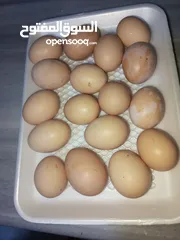  4 بيض بلدي طازه كل يوم بيومه 8 حبات بدينار