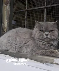  6 قطة سكوتش فولد لون سكني الاسم لوسي