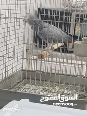  16 كاسكو اسطوره الكلام متكلم مواجهه كلام مفتوح