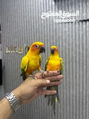 2 بسم الله ماشاء الله ببغاء الشمس او صن كنيور حوز اليف جداً الأنثى هدد داخلي